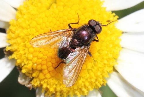 Pyrellia sp.